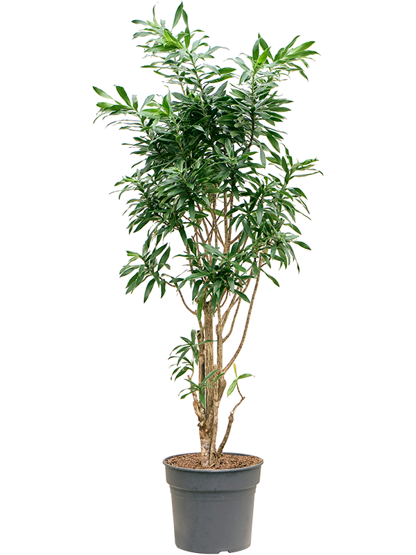 Pleomele (Dracaena) reflexa 'Song of Jamaica'