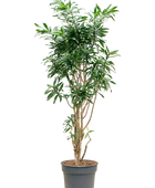 Pleomele (Dracaena) reflexa 'Song of Jamaica'